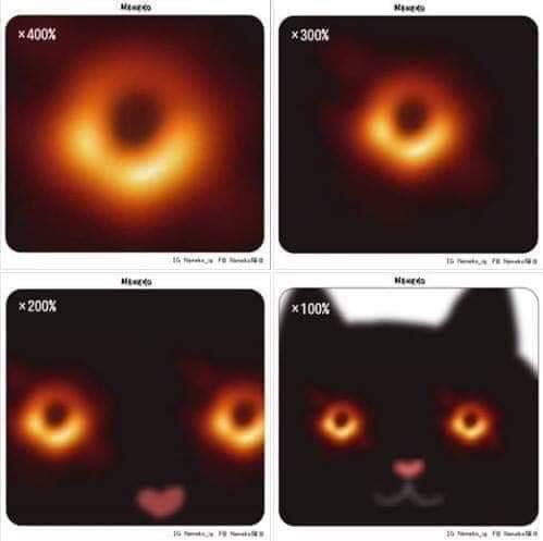 gato de agujero negro