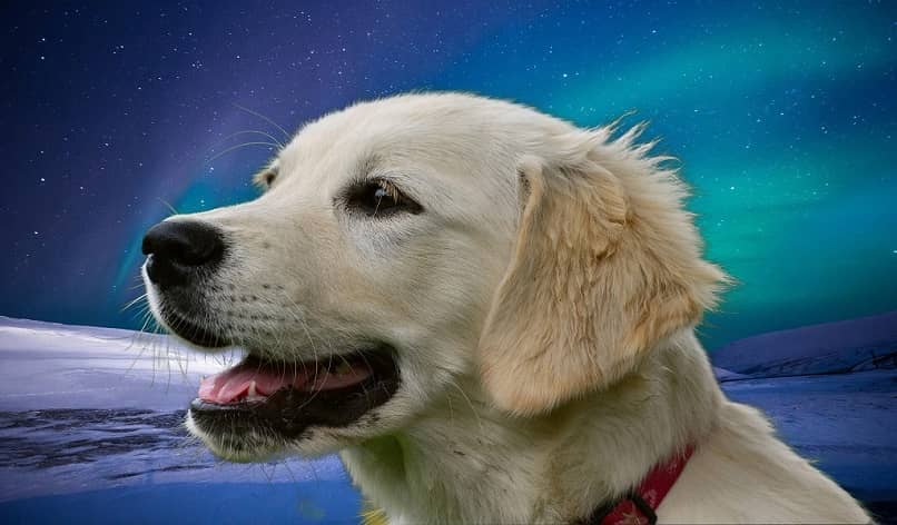 perro en montaje espacial