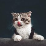 79 frases de gato para Instagram y WhatsApp: amor, bromas, filosofía ...