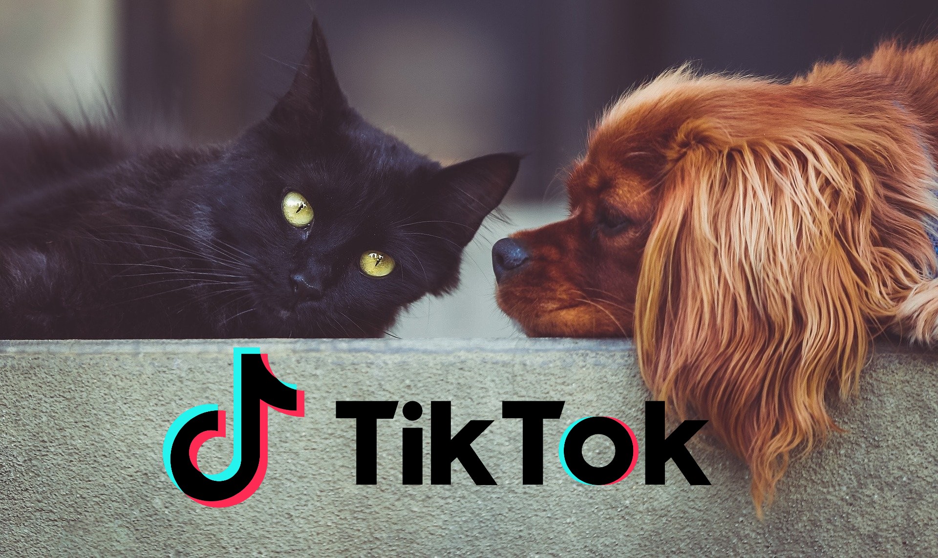 Los mejores videos de TikTok con perros y gatos